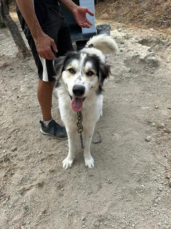 PABLO VIVO LEGATO A CATENA!!!! CONDIVIDI, OSPITAMI, ADOTTAMI!!! AIUTAMI!!! 🚨  Foto 5